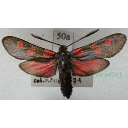 Zygaena trifolii (Esper, 1783) Kraśnik pięcioplamek Czech50a
